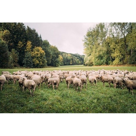 The Bliesgau Lamb Week 2025